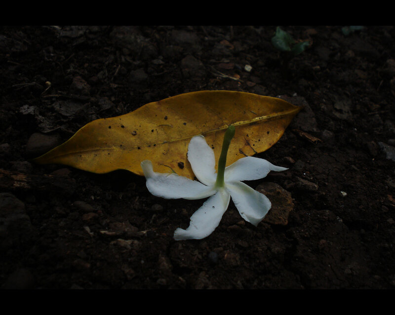 White Flower on Soil