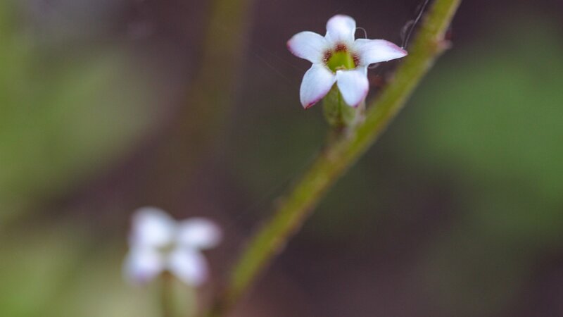 White Flower on Stem — Green