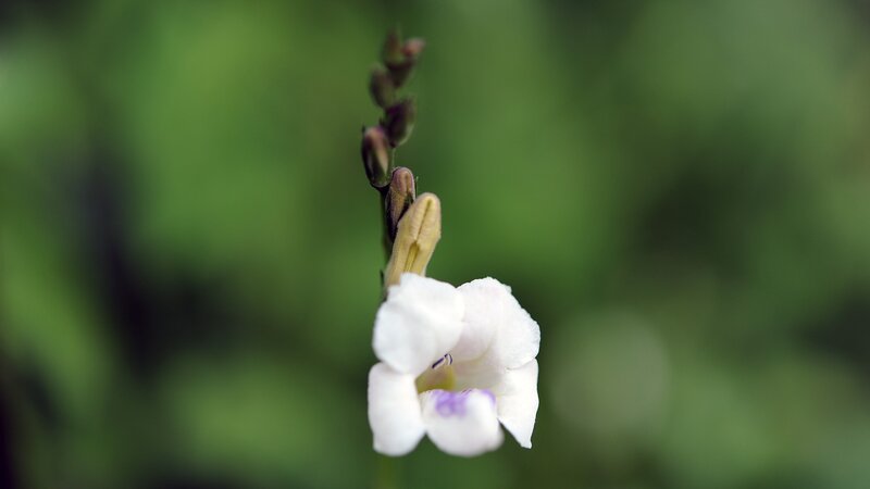 White Flower on Stem