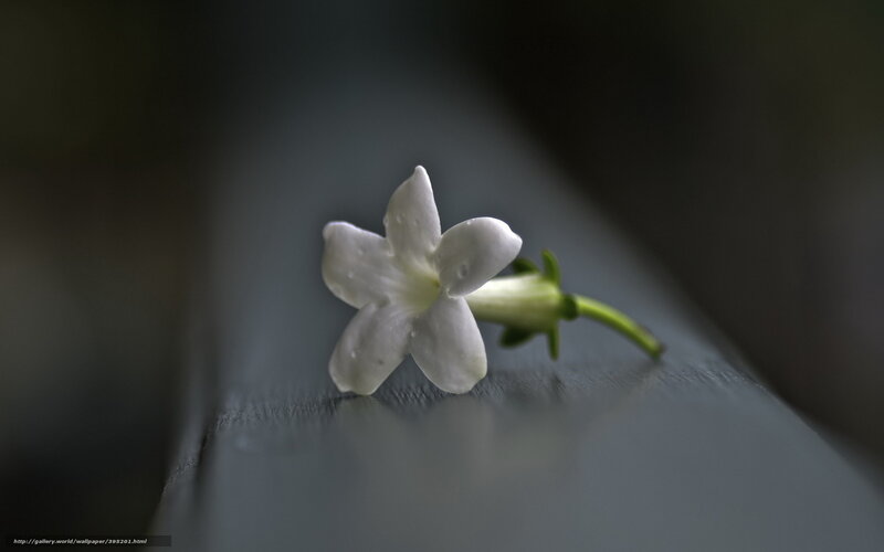 White Flower on Surface — Serene