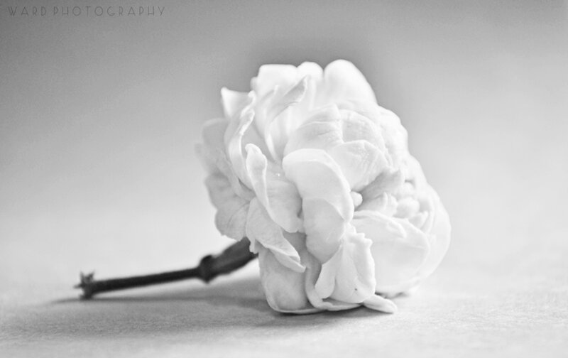 White Flower on Surface