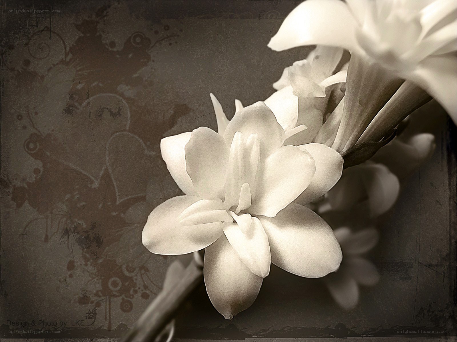white flower on textured background