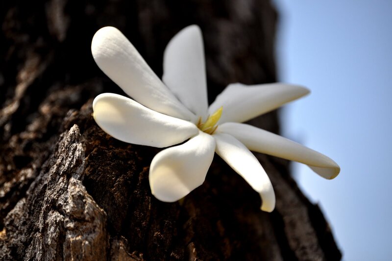 White Flower on Tree Bark