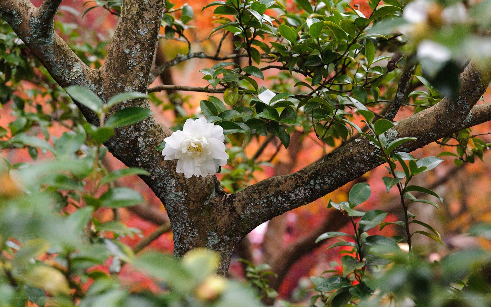 White flower on tree branch