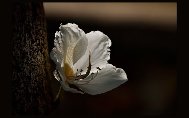 White Flower on Tree