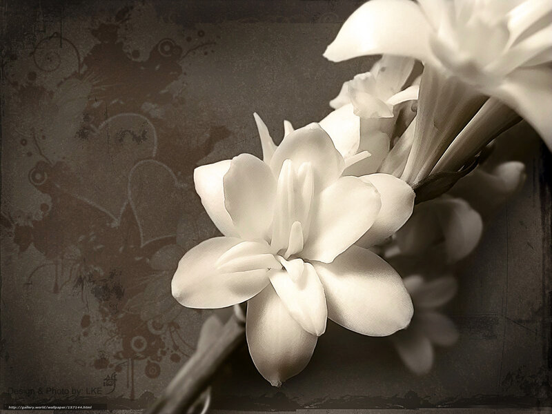 White flower on vintage background