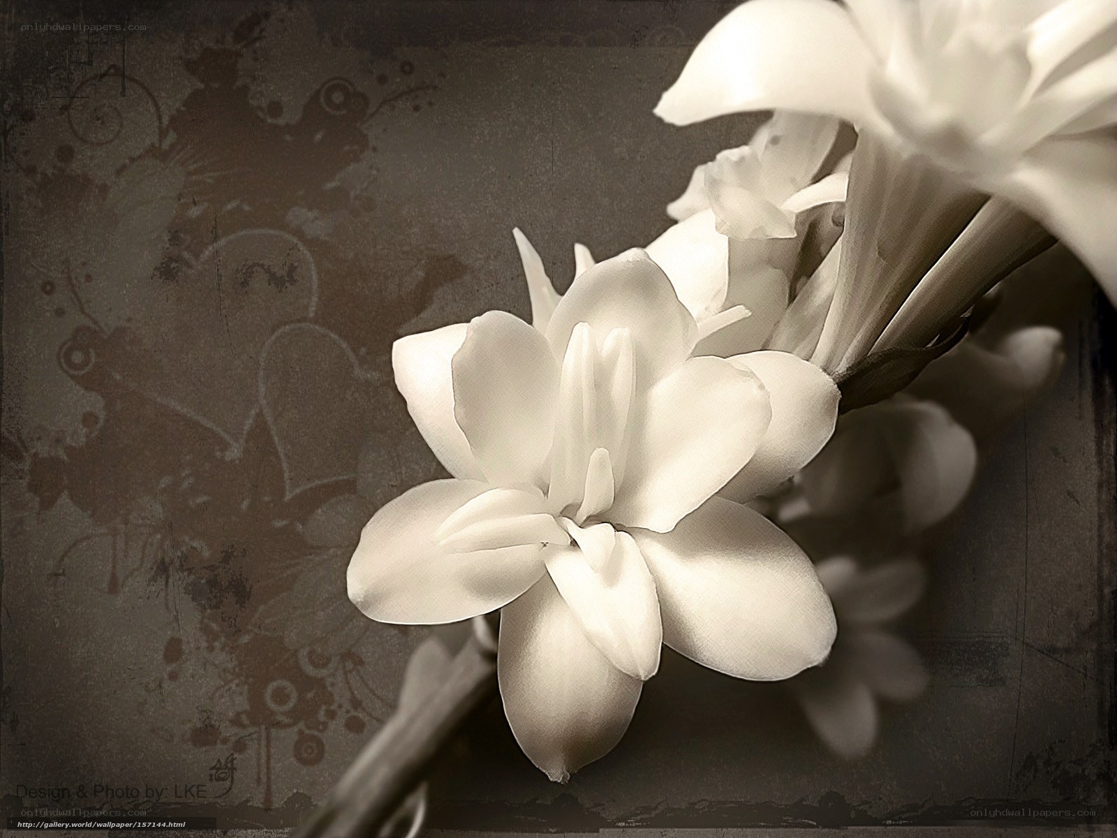 White flower on vintage background