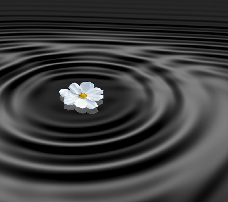 White Flower on Water — Black