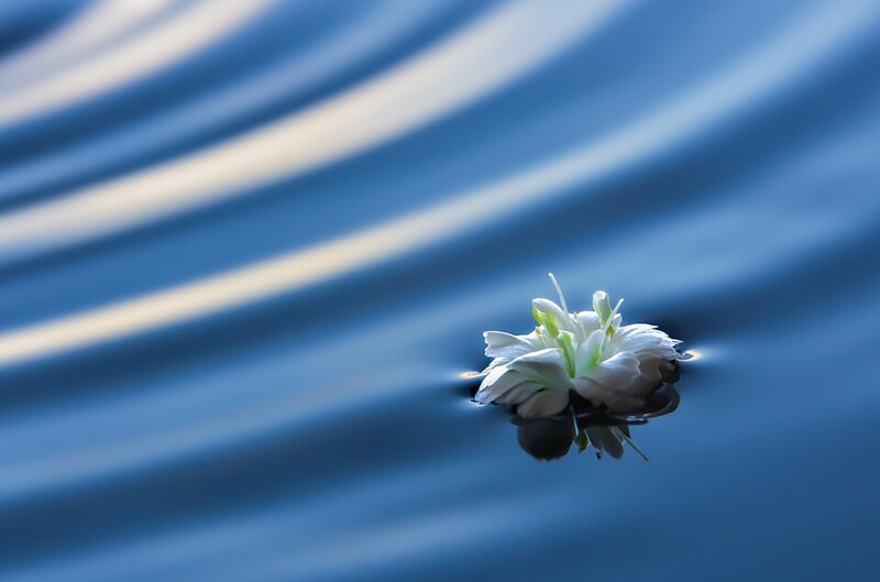 White Flower on Water — Blue