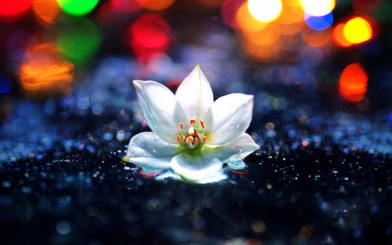 White Flower on Water — Serene