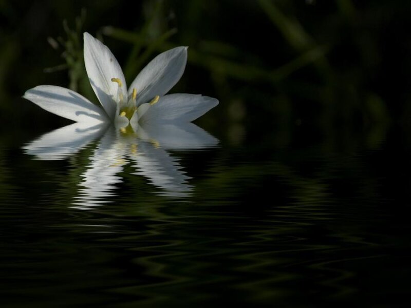 White Flower on Water