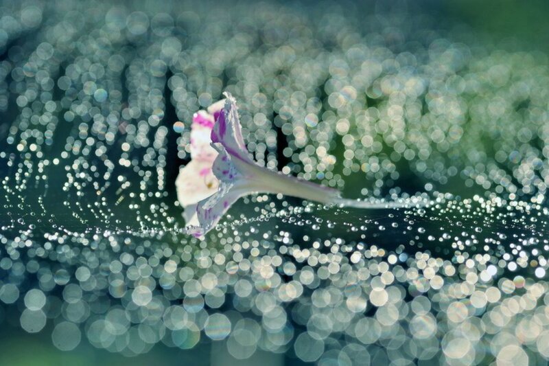 White Flower on Web