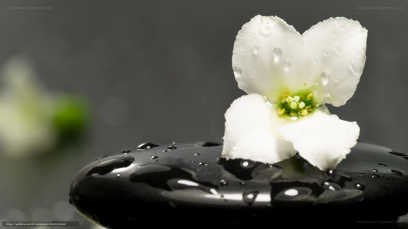 White flower on wet stone