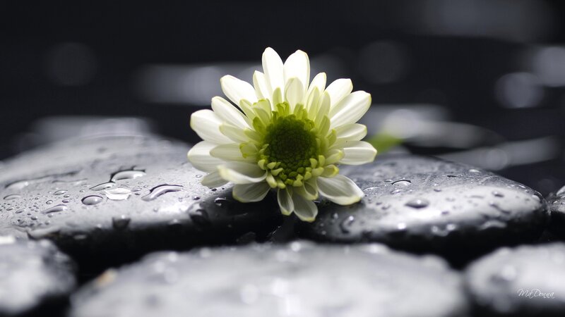 White Flower on Wet Stones