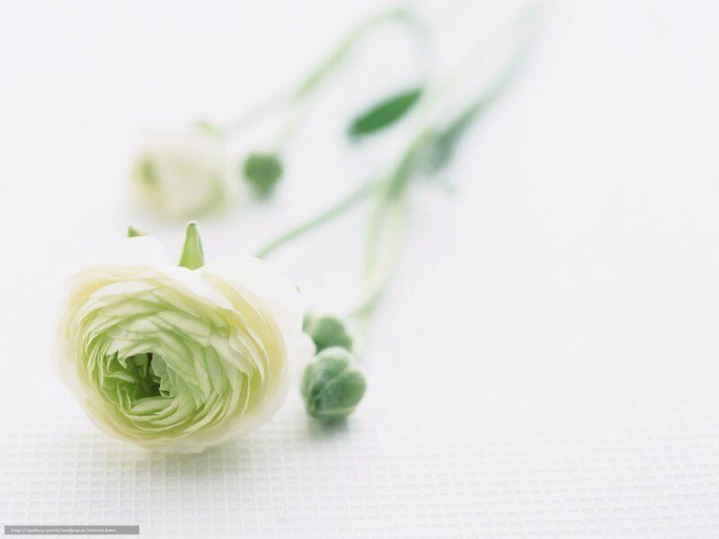white flower on white surface