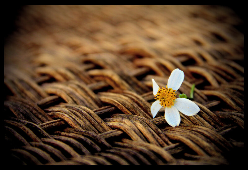 White Flower on Wicker