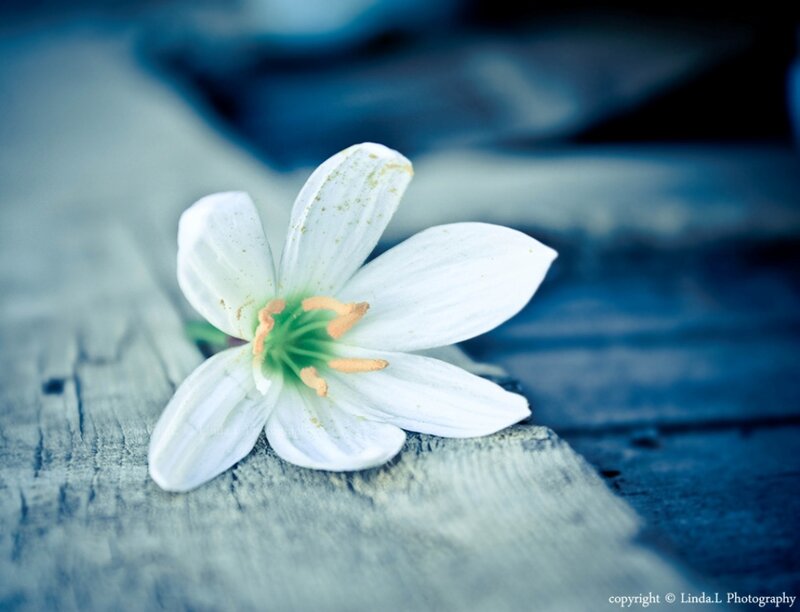White Flower on Wood — Blue