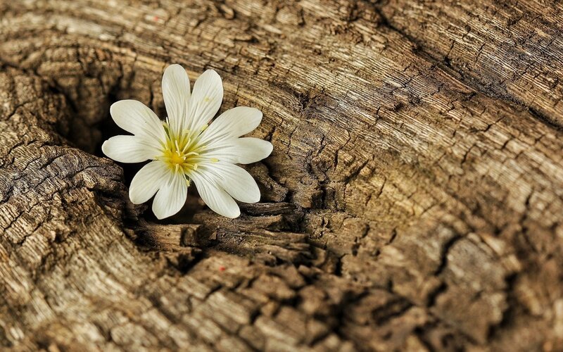 White Flower on Wood — Brown, Serene