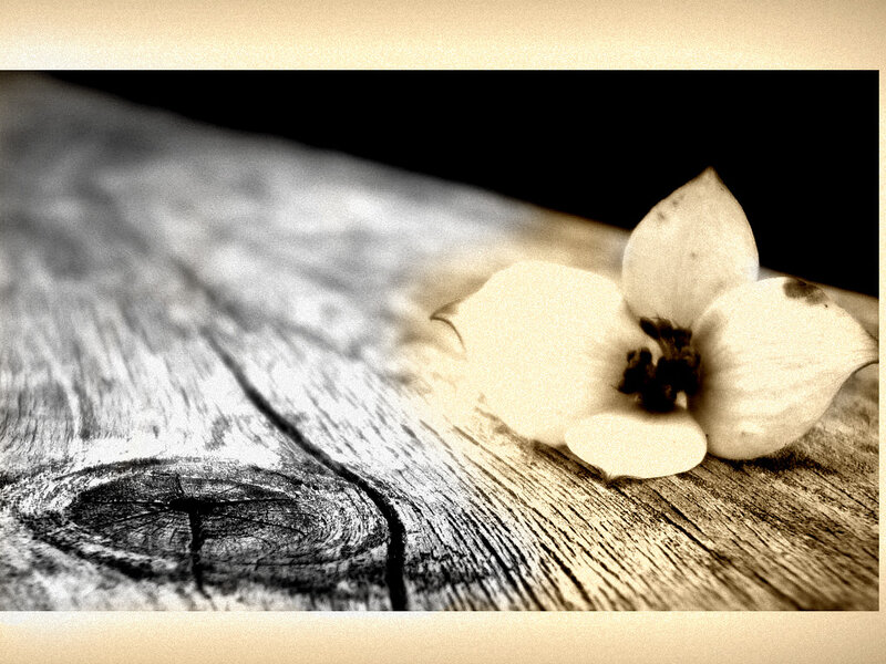 White Flower on Wood — Brown