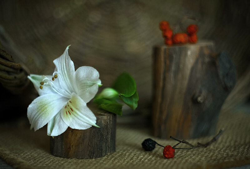 White Flower on Wood — Serene