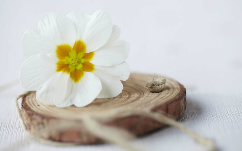 White Flower on Wood Slice