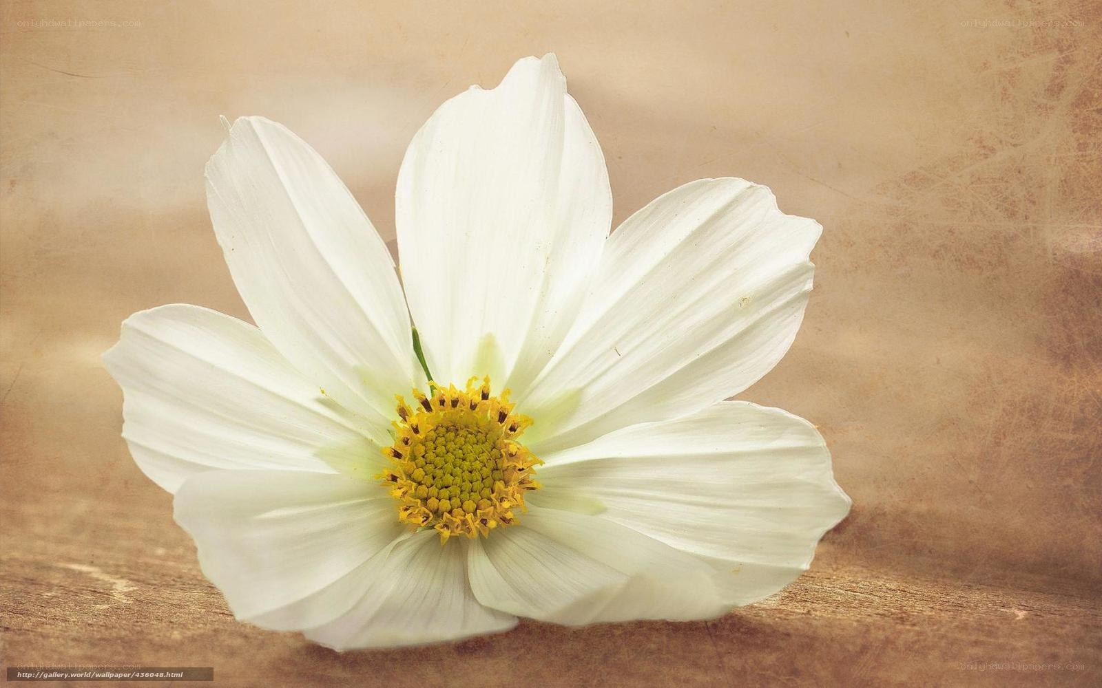 white flower on wood