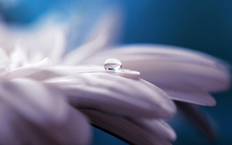 White Flower Petal — Blue