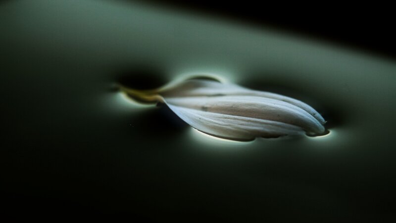 White Flower Petal — Dramatic, Photograph