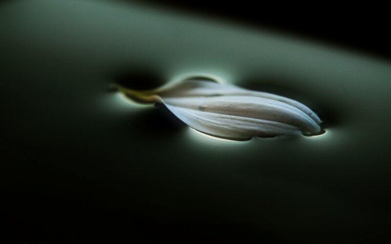 White Flower Petal — Dramatic
