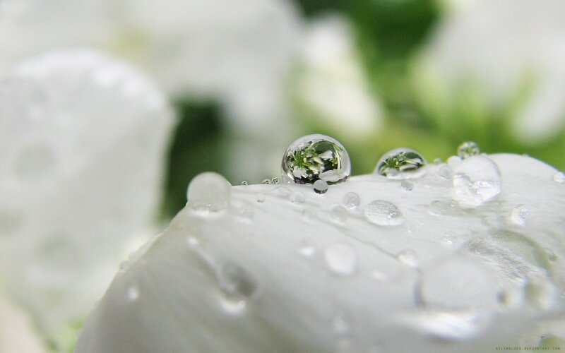 White Flower Petal — Serene, Photograph