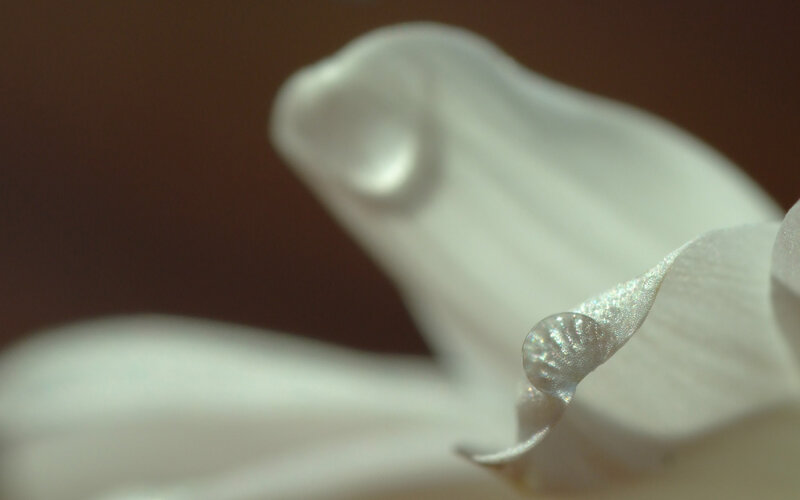 White Flower Petal — Serene