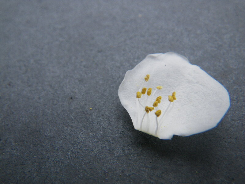 White Flower Petal