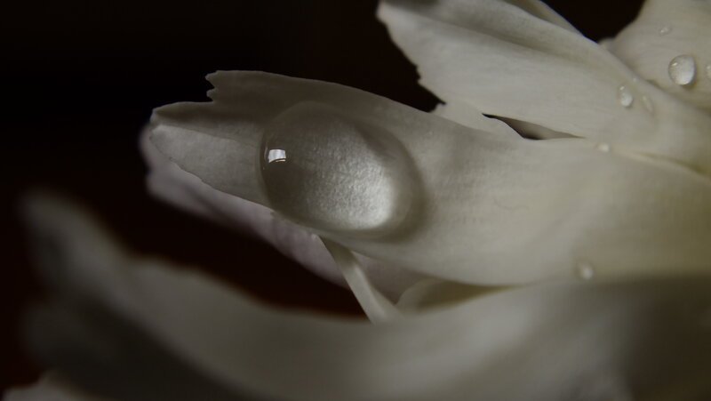 White Flower Petal with Water Droplet