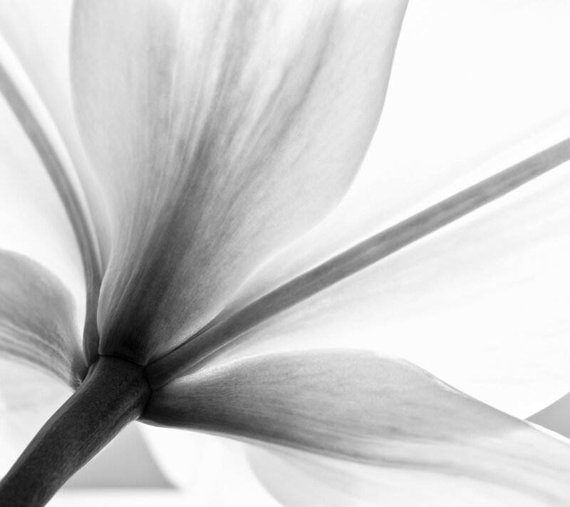 White Flower Petals — Black