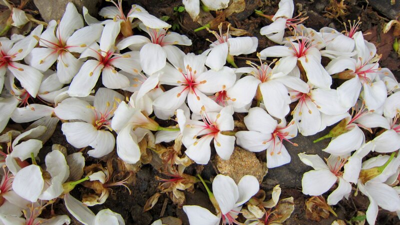 White Flower Petals — Calm