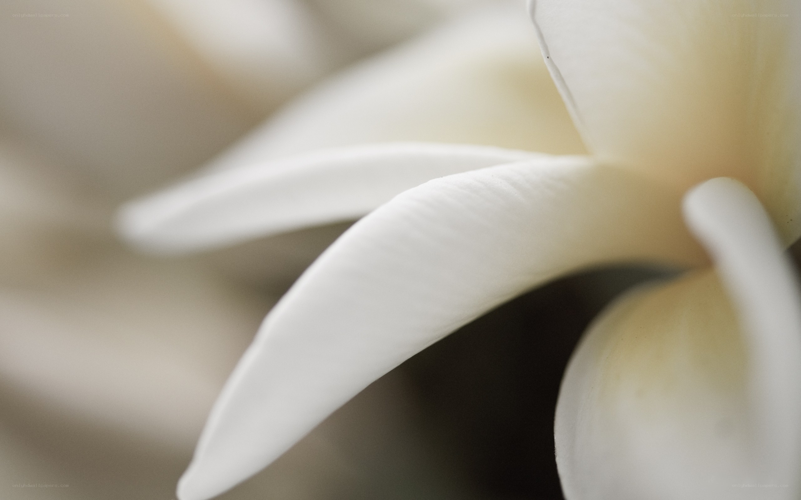 white flower petals close-up