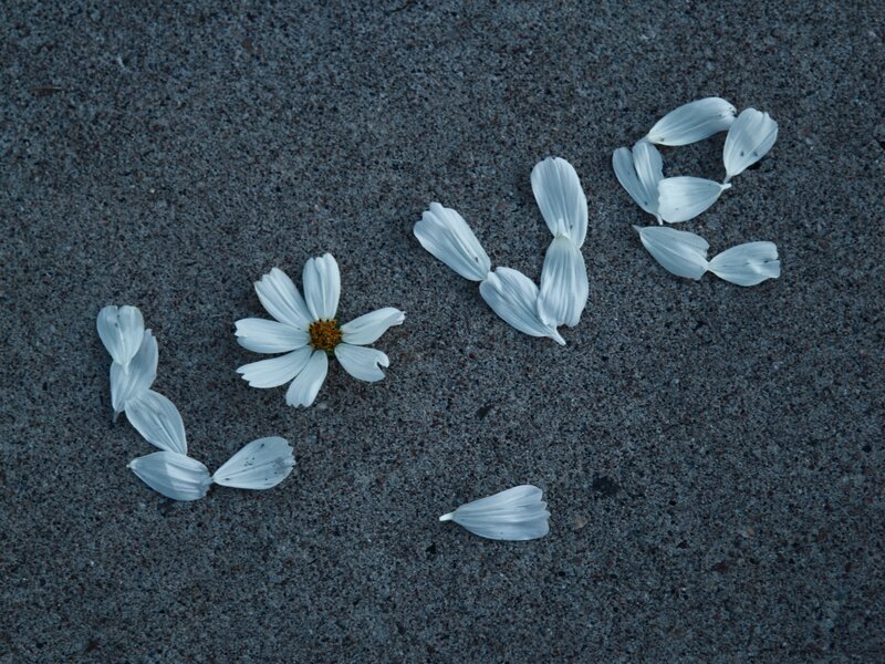 White Flower Petals — Gray