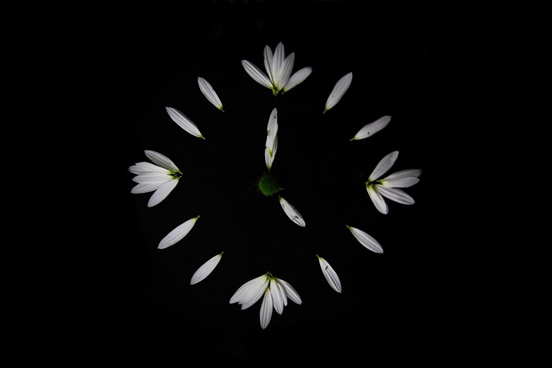 White Flower Petals — Minimalist