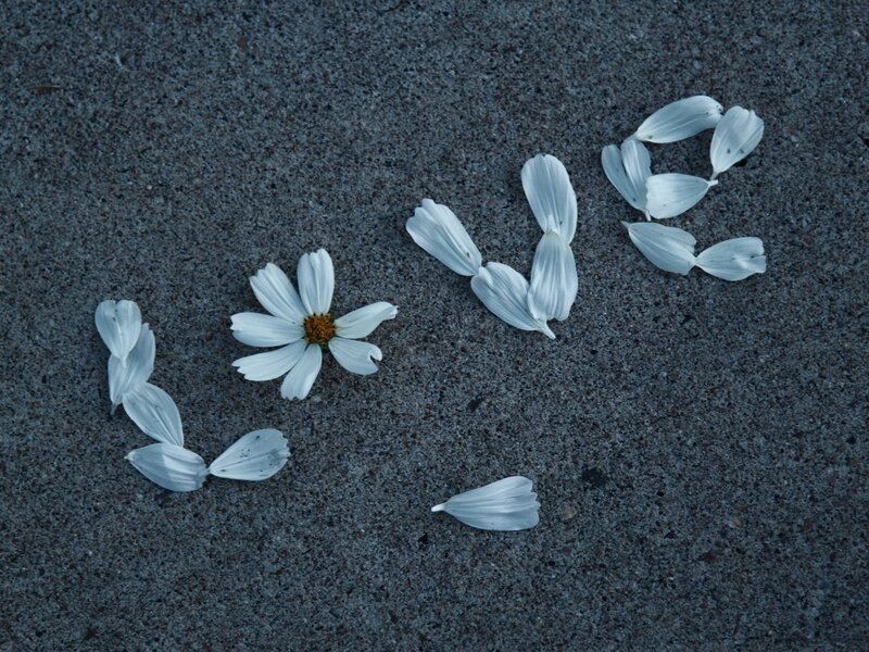 White flower petals on pavement