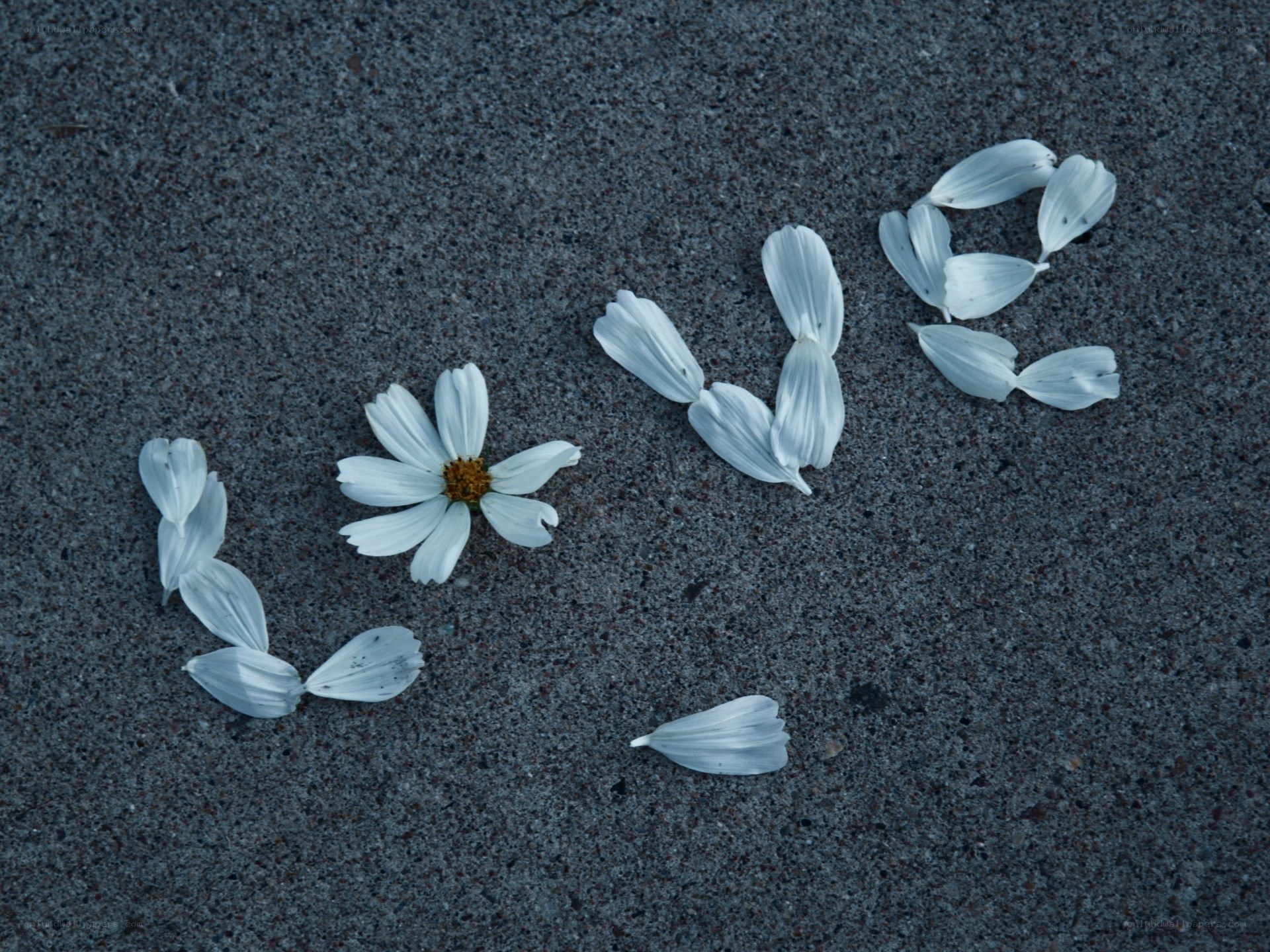 White flower petals on pavement