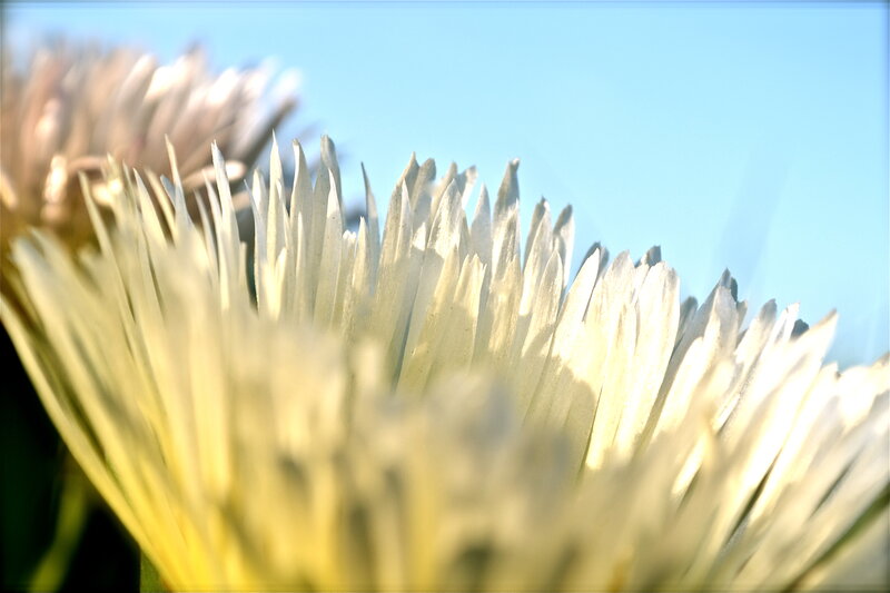 White Flower Petals — Serene, Afternoon