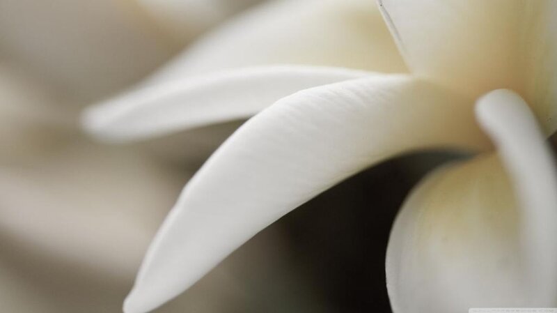 White Flower Petals — Serene, Photograph, Blurry Background