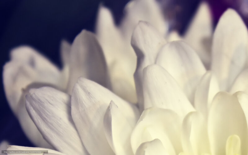 White Flower Petals — Serene, Photograph, Dark Background