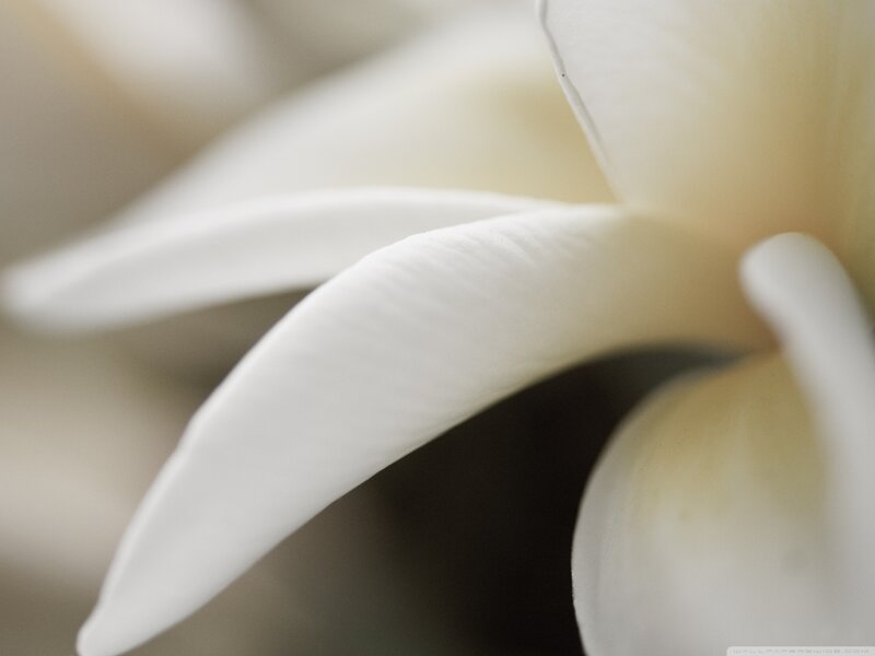 White Flower Petals — Serene, Photograph