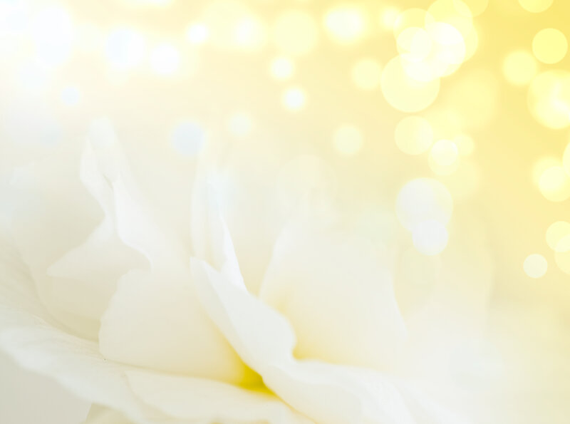 White Flower Petals — Serene