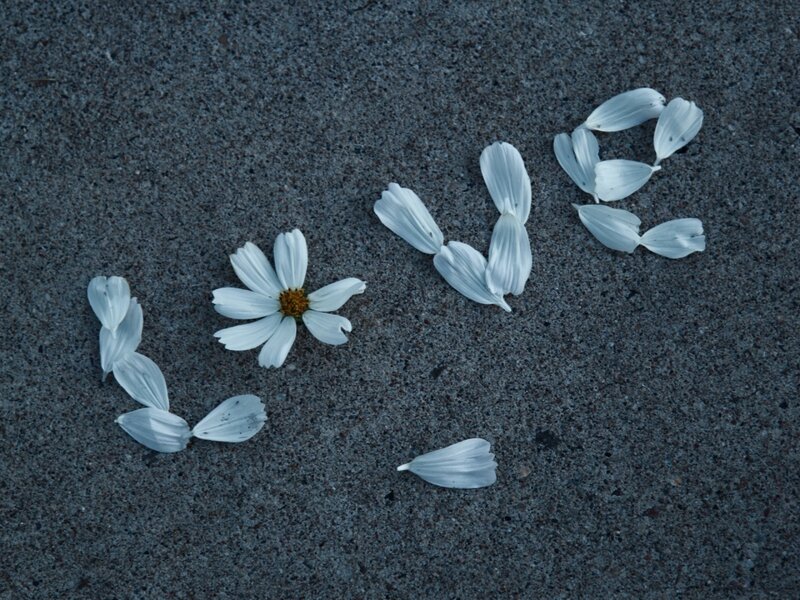 White Flower Petals