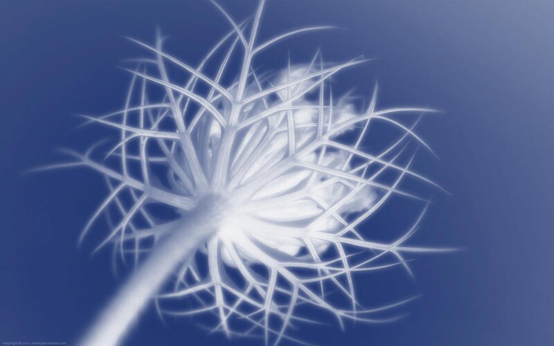 White Flower Seed Head
