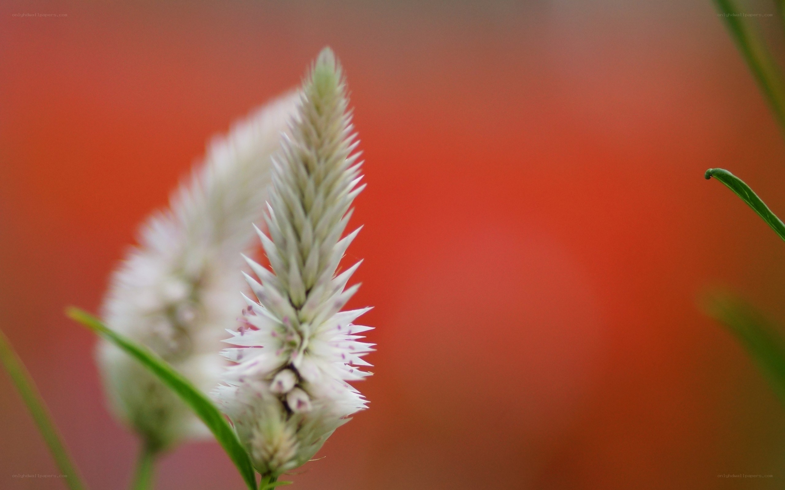 White flower spike against red background