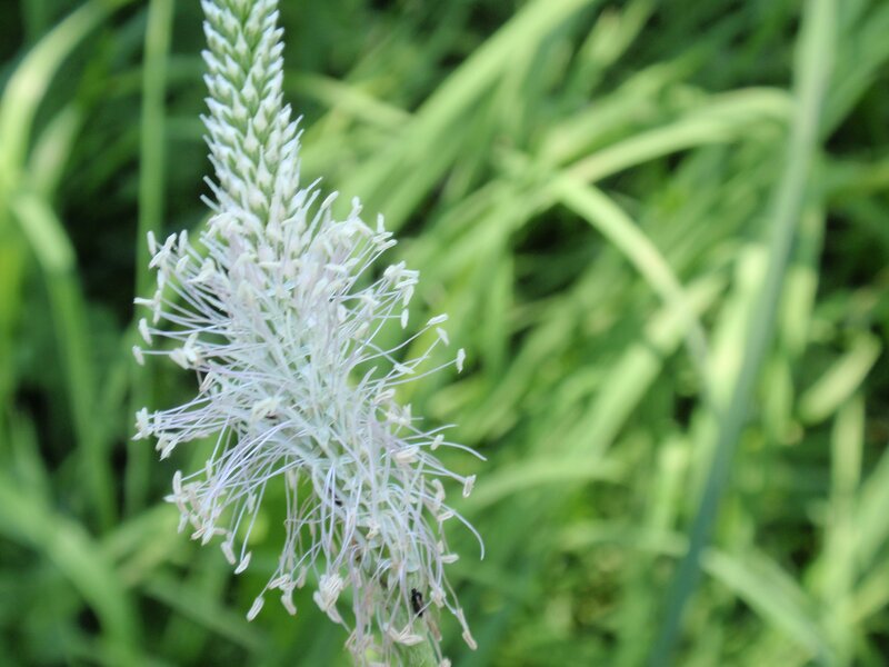 white flower spike in grass
