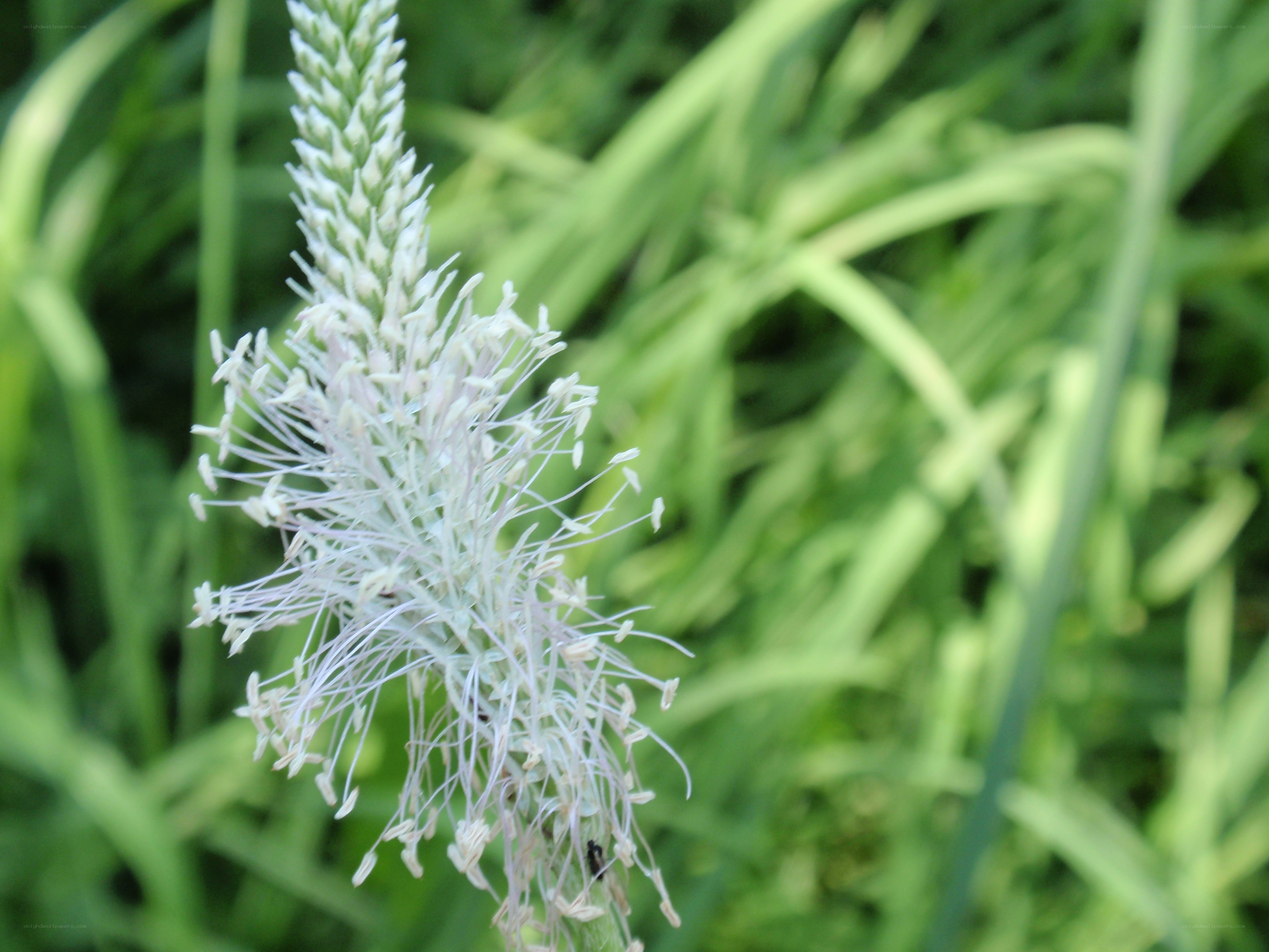 white flower spike in grass